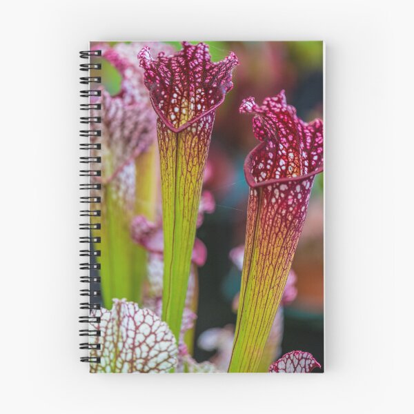 Item preview, Zantedeschia Volcano designed and sold by Alius Imago.