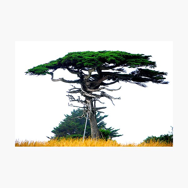 'Just A Little Support' - California Coast - USA 2008 Photographic Print