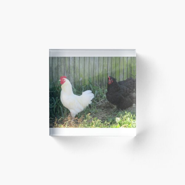 Chickens on a Pennsylvania Farm Acrylic Block