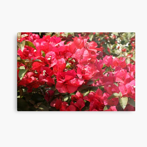 Wild Bouganvillia Metal Print