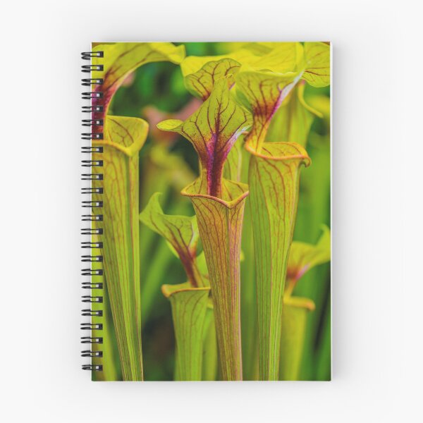 Item preview, Zantedeschia Lime Uplift designed and sold by Alius Imago.