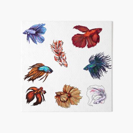 Betta fishes Art Board Print