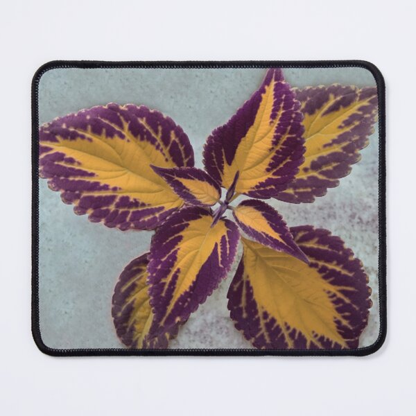 Item preview, Purple & Orange Coleus designed and sold by Agneslvw.