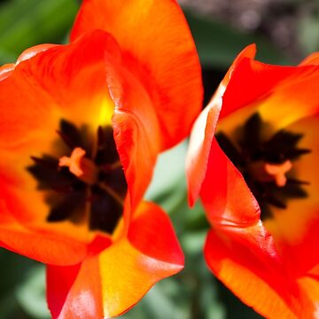 Double Trouble ®, Tulip