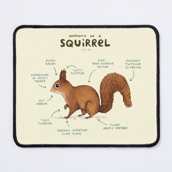 Anatomy of a Squirrel Mouse Pad