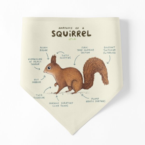 Anatomy of a Squirrel Pet Bandana