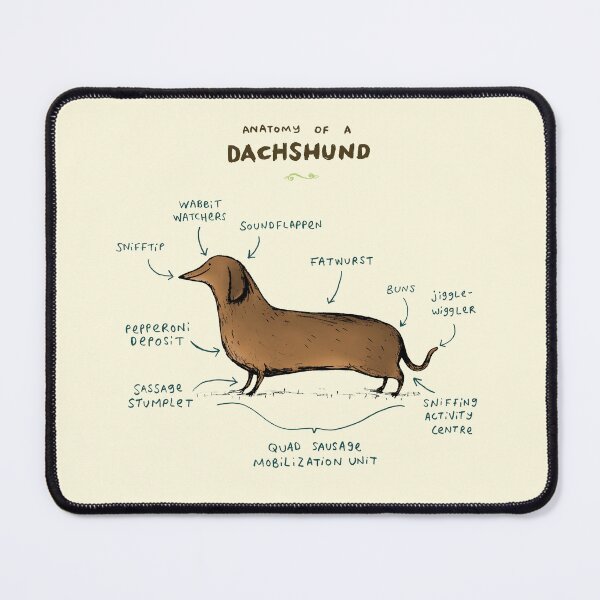 Item preview, Anatomy of a Dachshund designed and sold by SophieCorrigan.