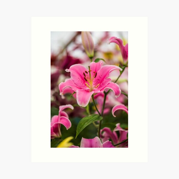 Item preview, Lillium Pink Surprise designed and sold by Alius Imago.