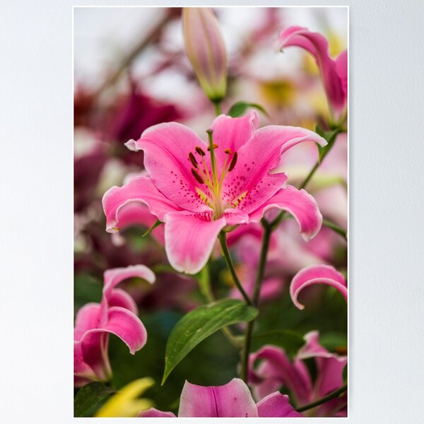 Item preview, Lillium Pink Surprise designed and sold by Alius Imago.