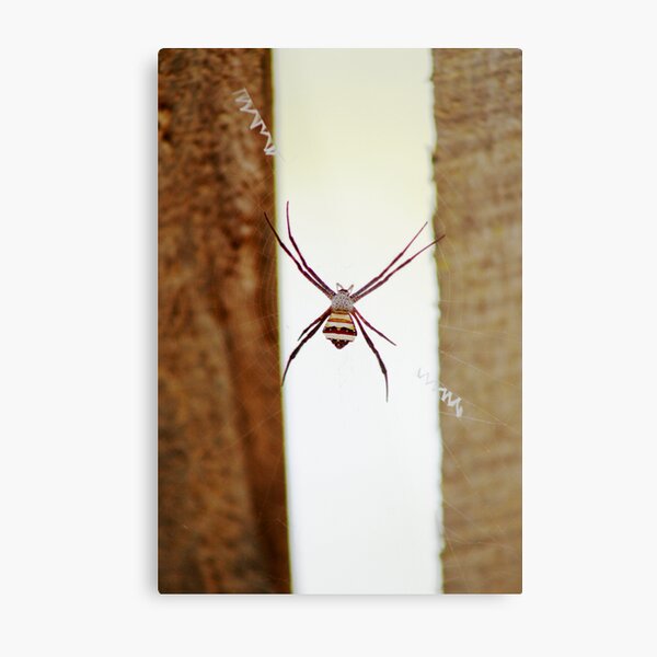 Mr Spidey Metal Print