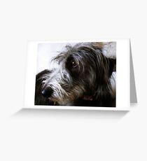 Beautiful grey lurcher Greeting Card
