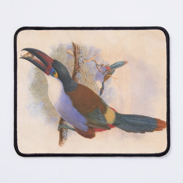 Item preview, Black-Billed Mountain Toucan (Andigena nigrirostris) designed and sold by Amanda1775.