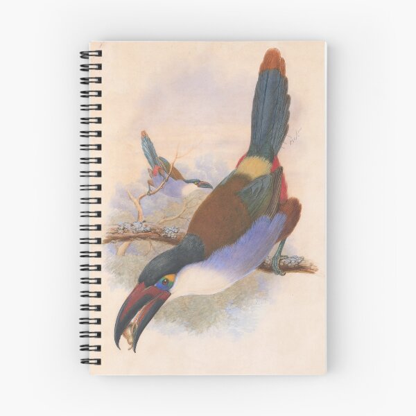 Item preview, Black-Billed Mountain Toucan (Andigena nigrirostris) designed and sold by Amanda1775.