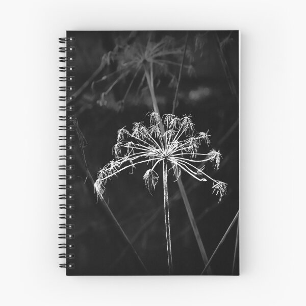 Item preview, umbel in the evening light designed and sold by MelAislingArt.