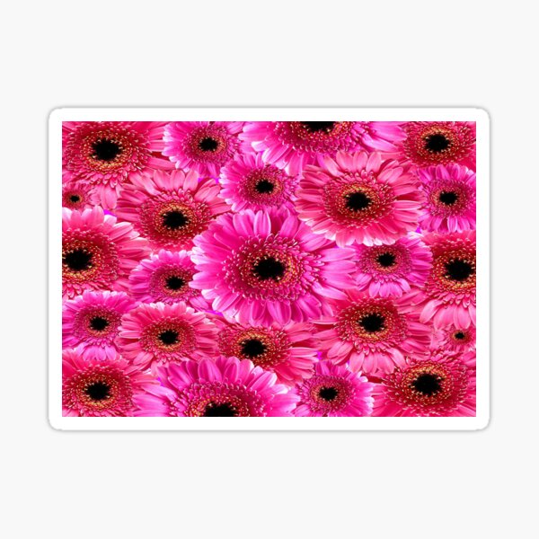 Pegatinas: Gerberas | Redbubble