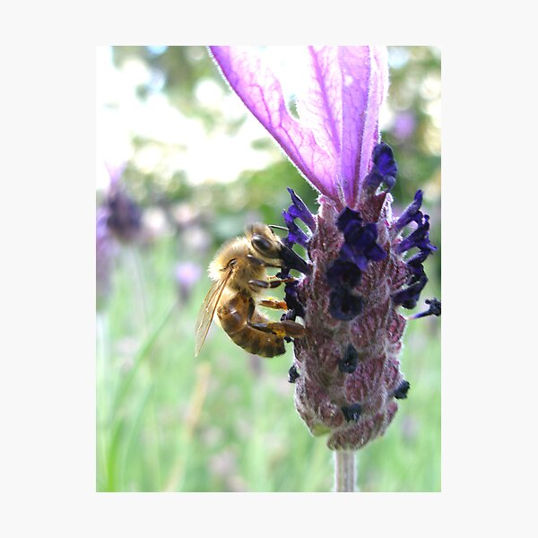 Artikelvorschau, Bumbling Bee entworfen und verkauft von Shannyn.