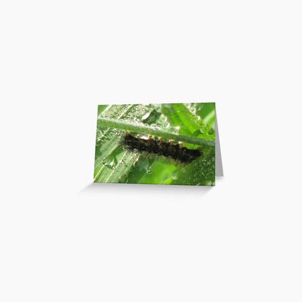 Take Cover Greeting Card