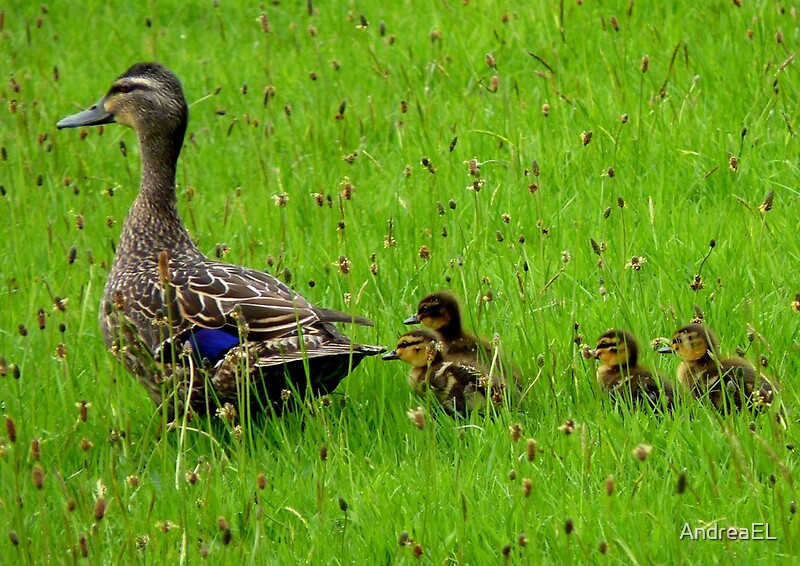 on Kids Move Along! Mallard Ducks NZ" by AndreaEL Redbubble