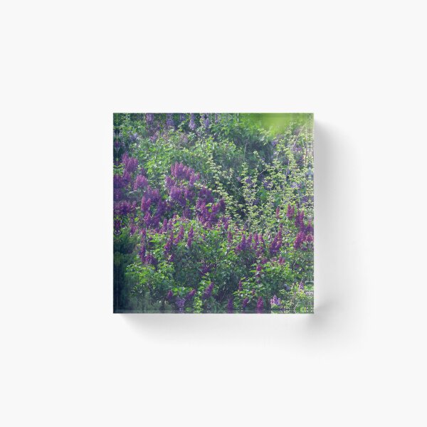 Item preview, Lilacs, Lilacs Everywhere designed and sold by PhotosBySusanne.