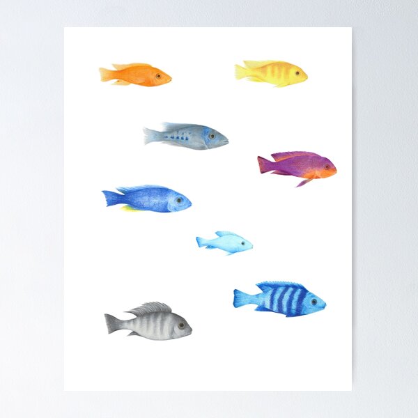 Item preview, fish 09 cichlids malawi lake designed and sold by dai-dai.