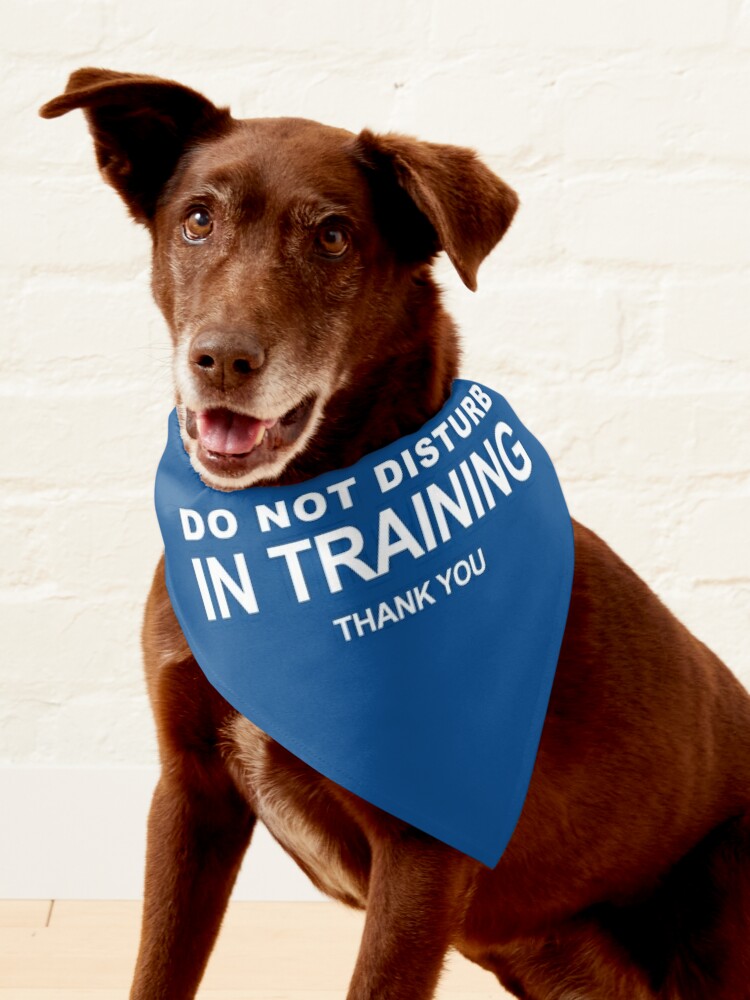 Dog in 2024 training bandana