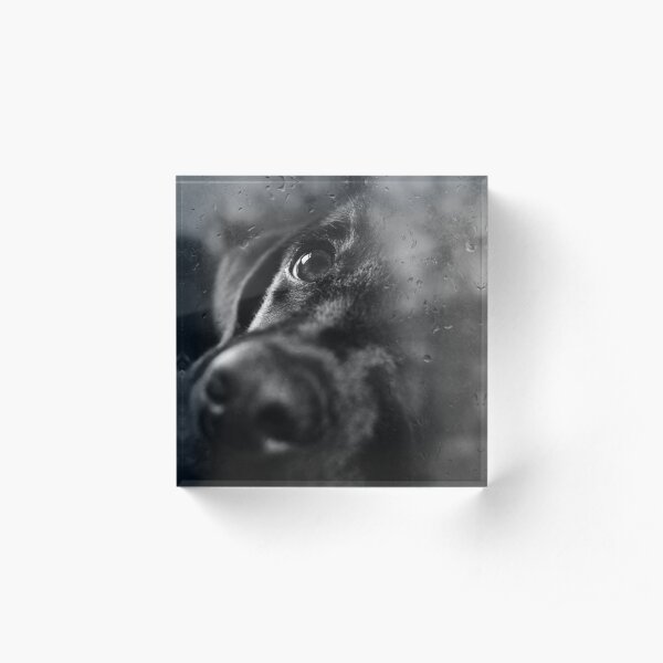 dog Acrylic Block