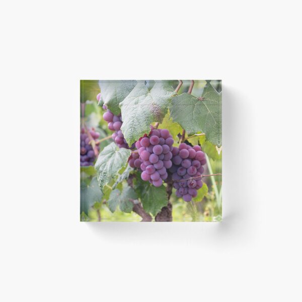 Item preview, Ripe grapes designed and sold by marygov.