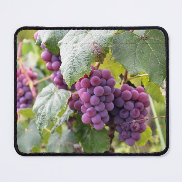 Item preview, Ripe grapes designed and sold by marygov.