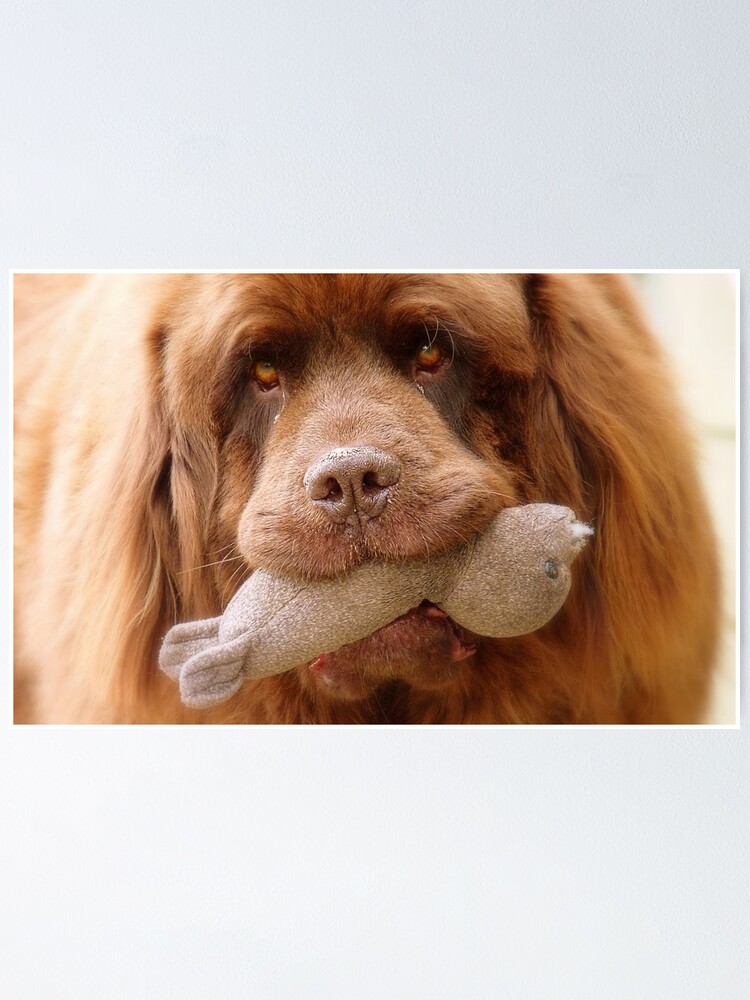 Pleeeese! come play with us Big Doggy NZ