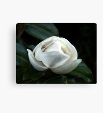 Magnolia Blossom 4 Canvas Print