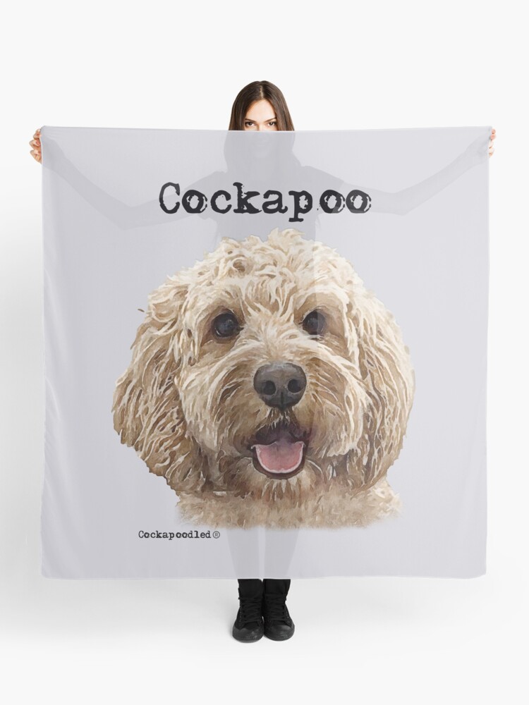 Apricot and hot sale white cockapoo