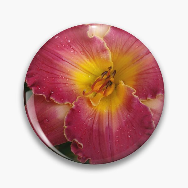 Item preview, Sis Boom Bah daylily!  A vibrant world of rose and gold designed and sold by rvjames.