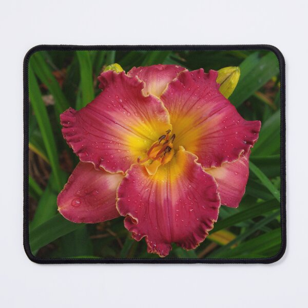 Item preview, Sis Boom Bah daylily!  A vibrant world of rose and gold designed and sold by rvjames.