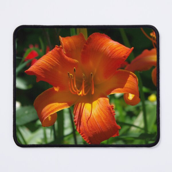 Item preview, Fiery Daylily Flower - Hemerocallis 'Coleman Hawkins' designed and sold by rvjames.