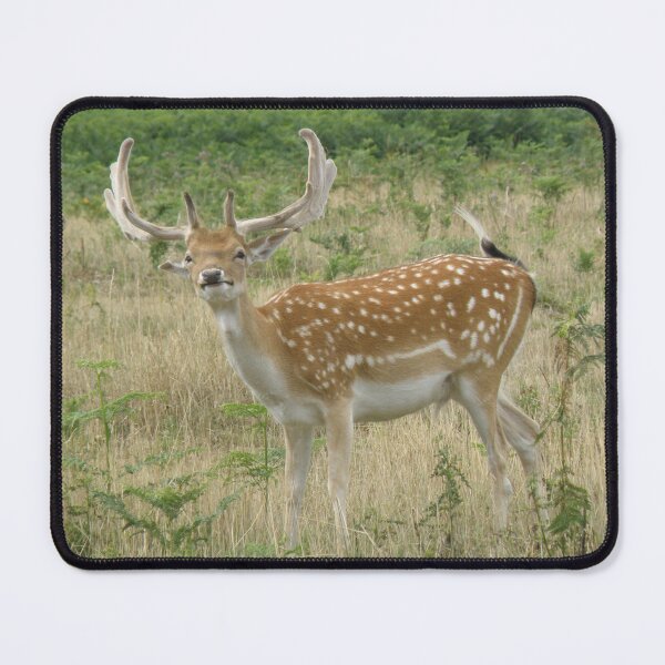 Item preview, Funny Face Fallow Deer Stag Photoghraph designed and sold by naturegallery.