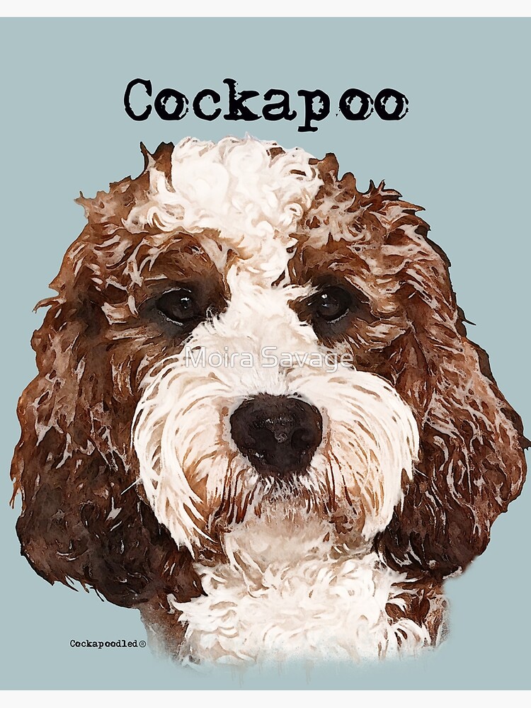 Red and best sale white cockapoo