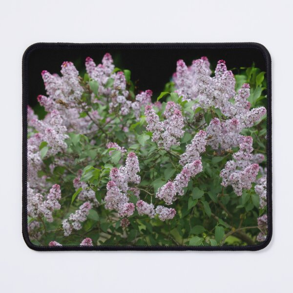 Item preview, Lilac blossom on spring tree designed and sold by olena2552.