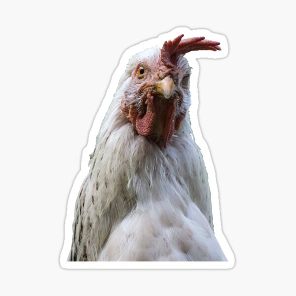 Questioning chicken Sticker
