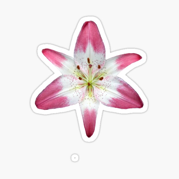 Item preview, Lollypop Lily  designed and sold by VanyGo.