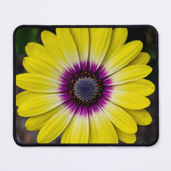 Item preview, Cape Daisy designed and sold by nigellacottage.