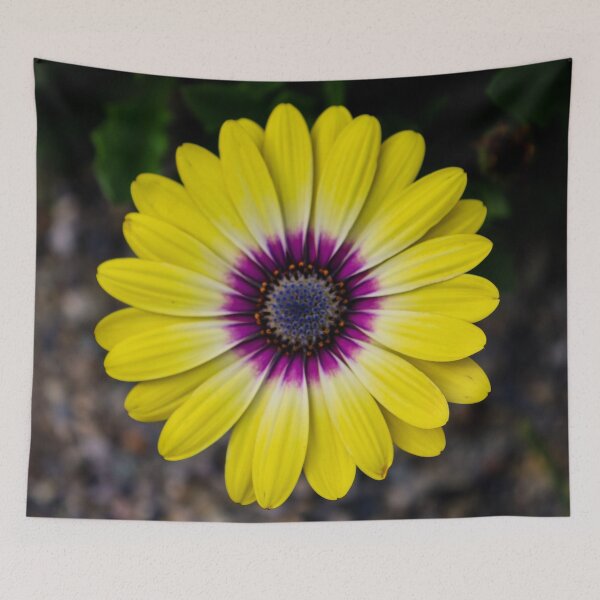 Item preview, Cape Daisy designed and sold by nigellacottage.
