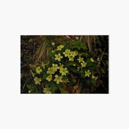 Primrose, Drumlamph Wood, County Derry Art Board Print
