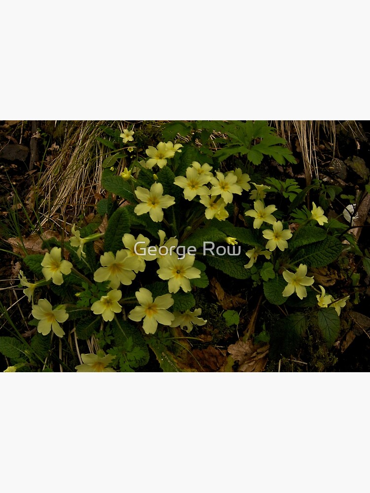 Primrose, Drumlamph Wood, County Derry by VeryIreland