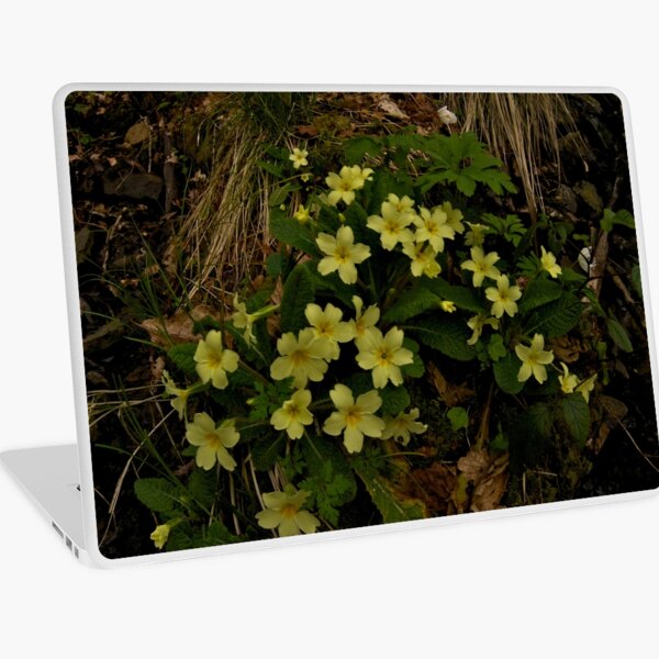 Primrose, Drumlamph Wood, County Derry Laptop Skin