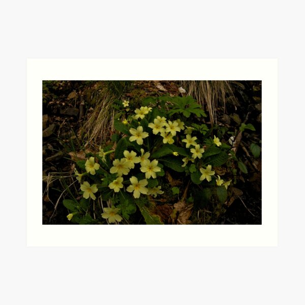 Primrose, Drumlamph Wood, County Derry Art Print