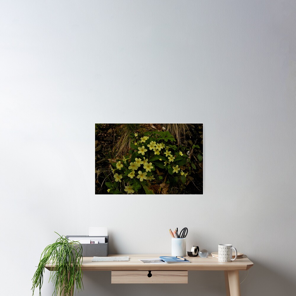 Primrose, Drumlamph Wood, County Derry Poster