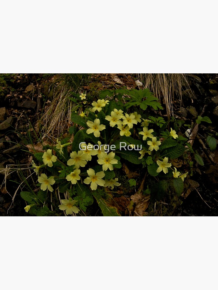 Primrose, Drumlamph Wood, County Derry by VeryIreland