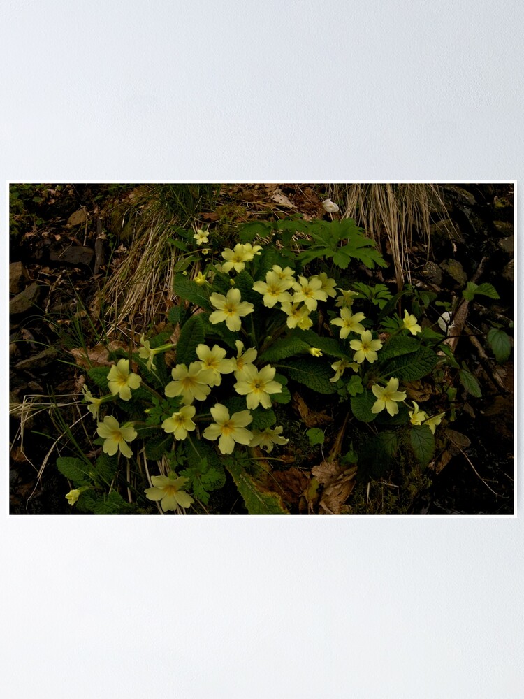 Alternate view of Primrose, Drumlamph Wood, County Derry Poster