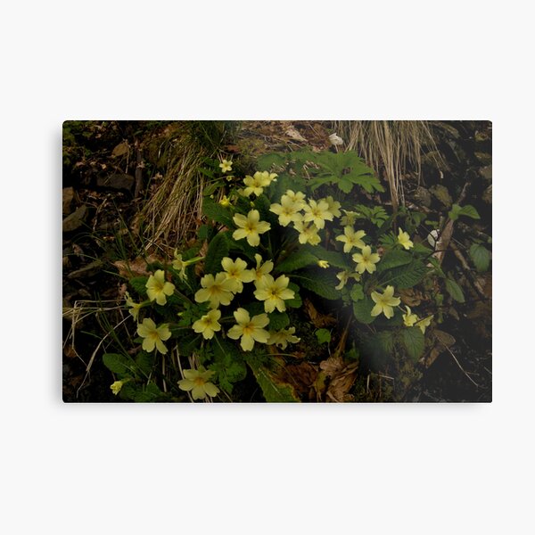 Primrose, Drumlamph Wood, County Derry Metal Print