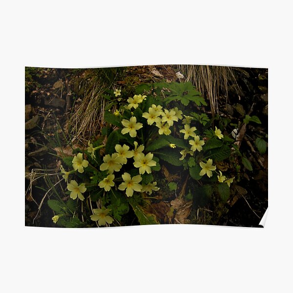 Primrose, Drumlamph Wood, County Derry Poster
